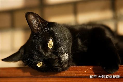 看到黑猫代表什么